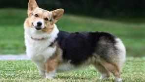 Vse o pasmi velsh iz corgi pembrock